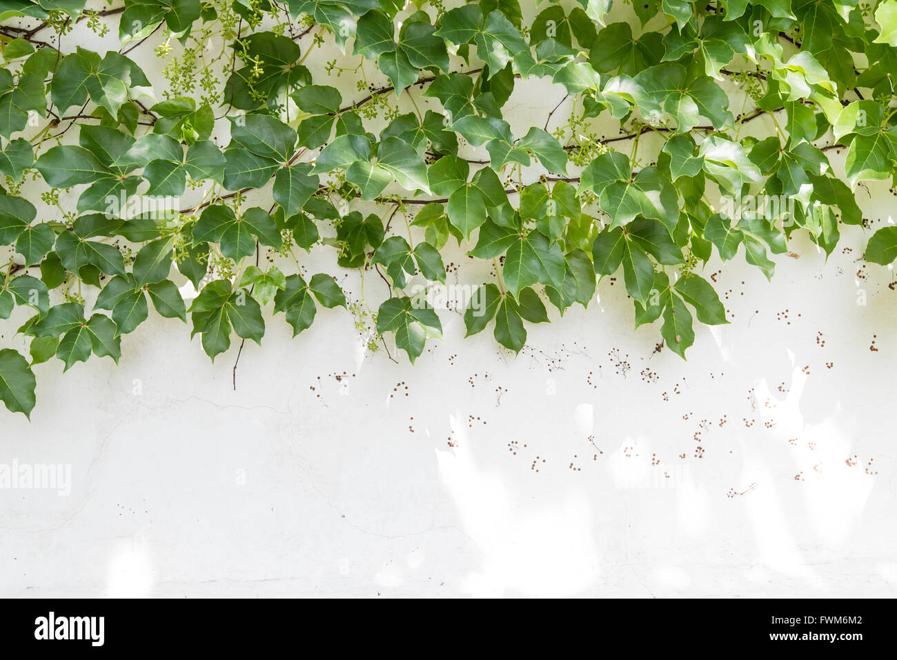 ivy leaves isolated on a white background Stock Photo - Alamy