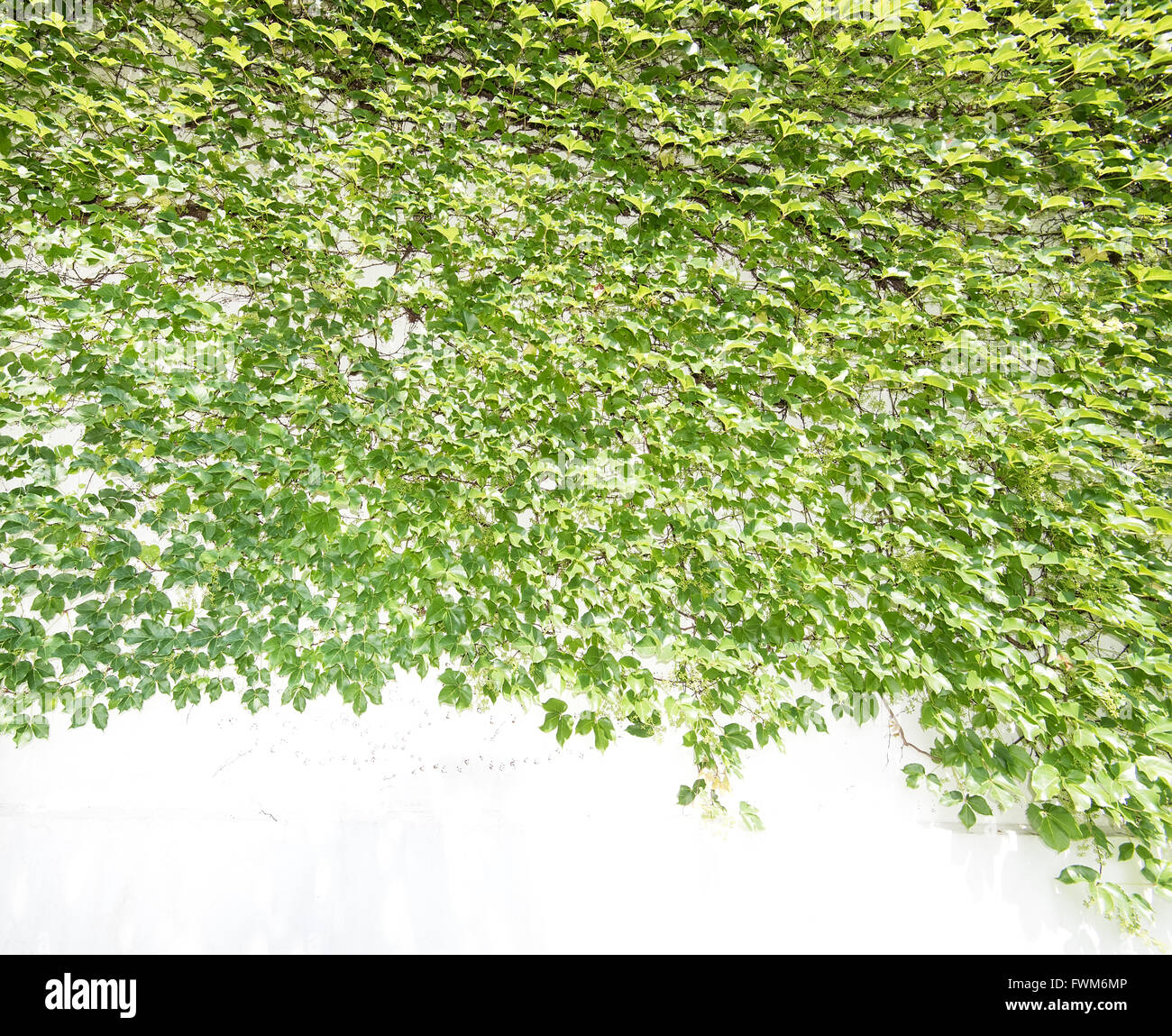ivy leaves isolated on a white background Stock Photo - Alamy