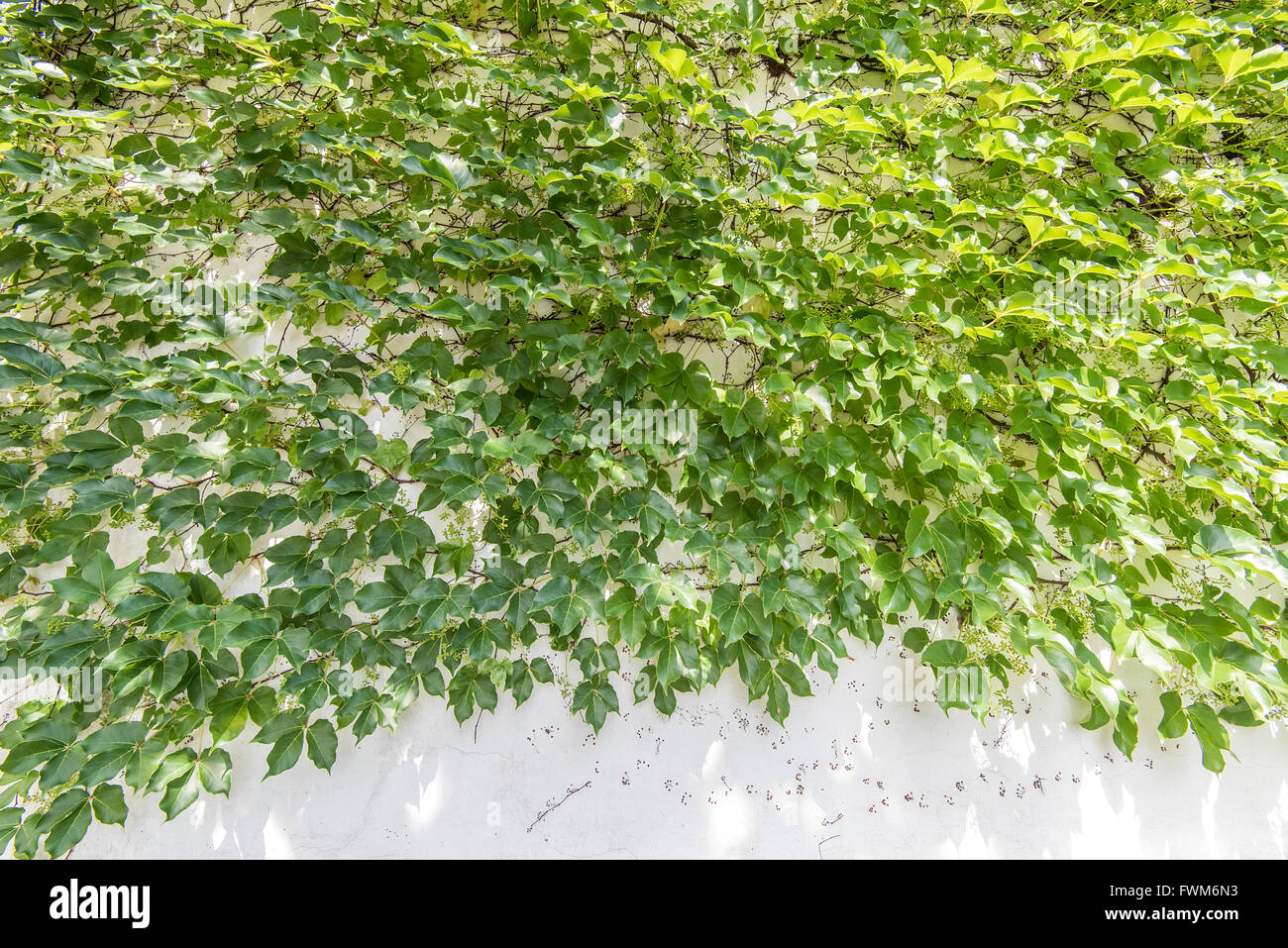 ivy leaves isolated on a white background Stock Photo - Alamy