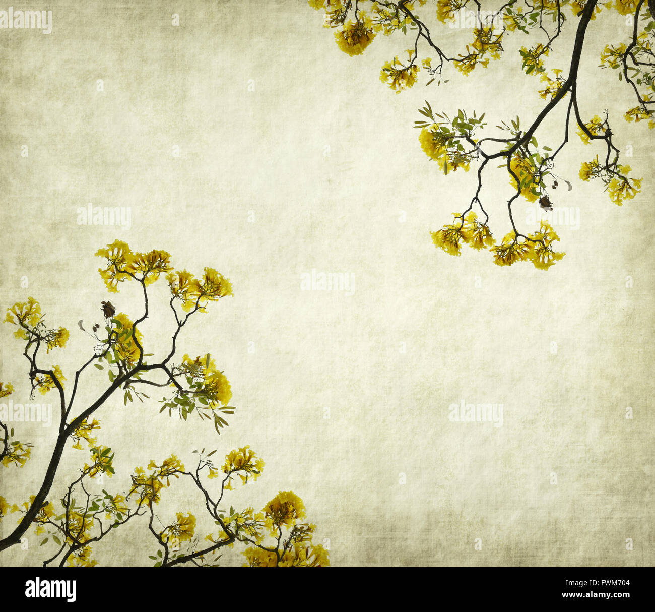 Tabebuia chrysotricha yellow flowers blossom in spring on old paper background Stock Photo