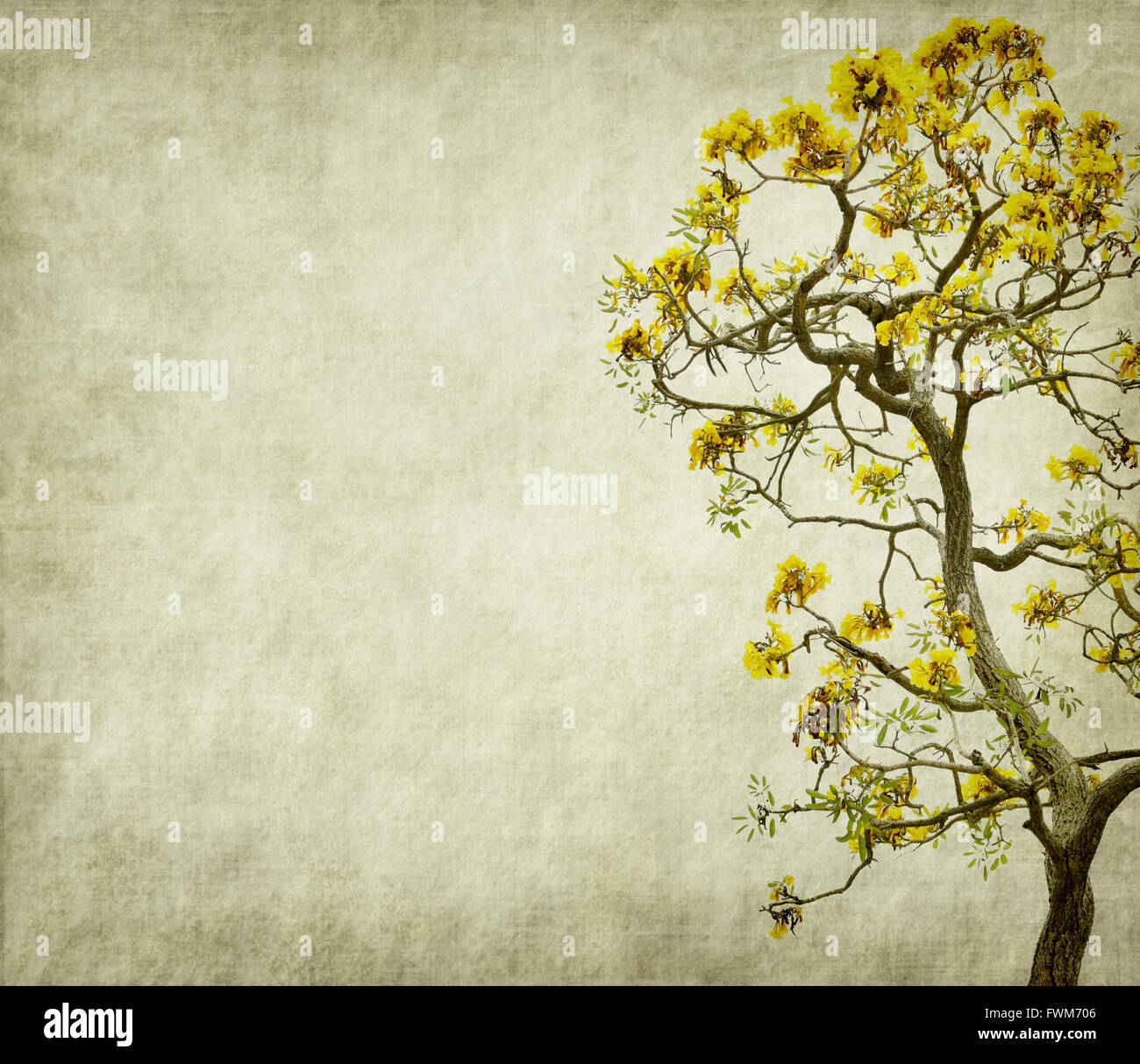 Tabebuia chrysotricha yellow flowers blossom in spring on old paper background Stock Photo