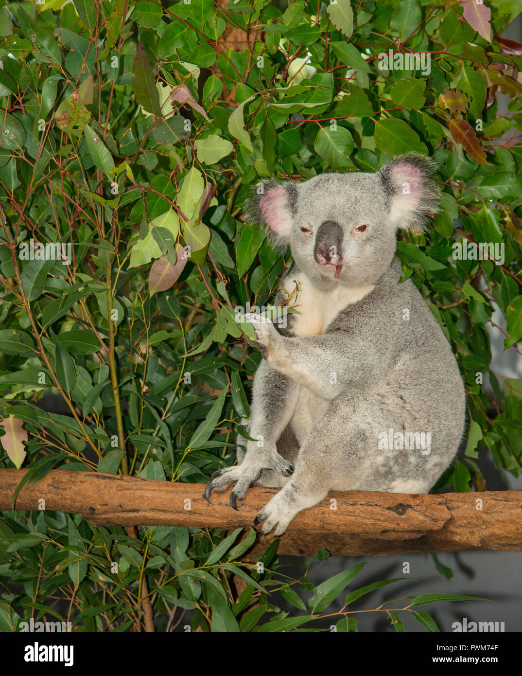Full body of koala hires stock photography and images Alamy