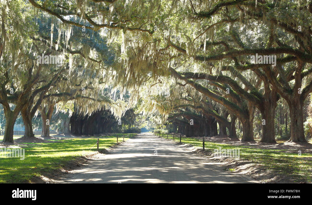 Plantation Driveway - live oak trees and Spanish moss in the deep south Stock Photo