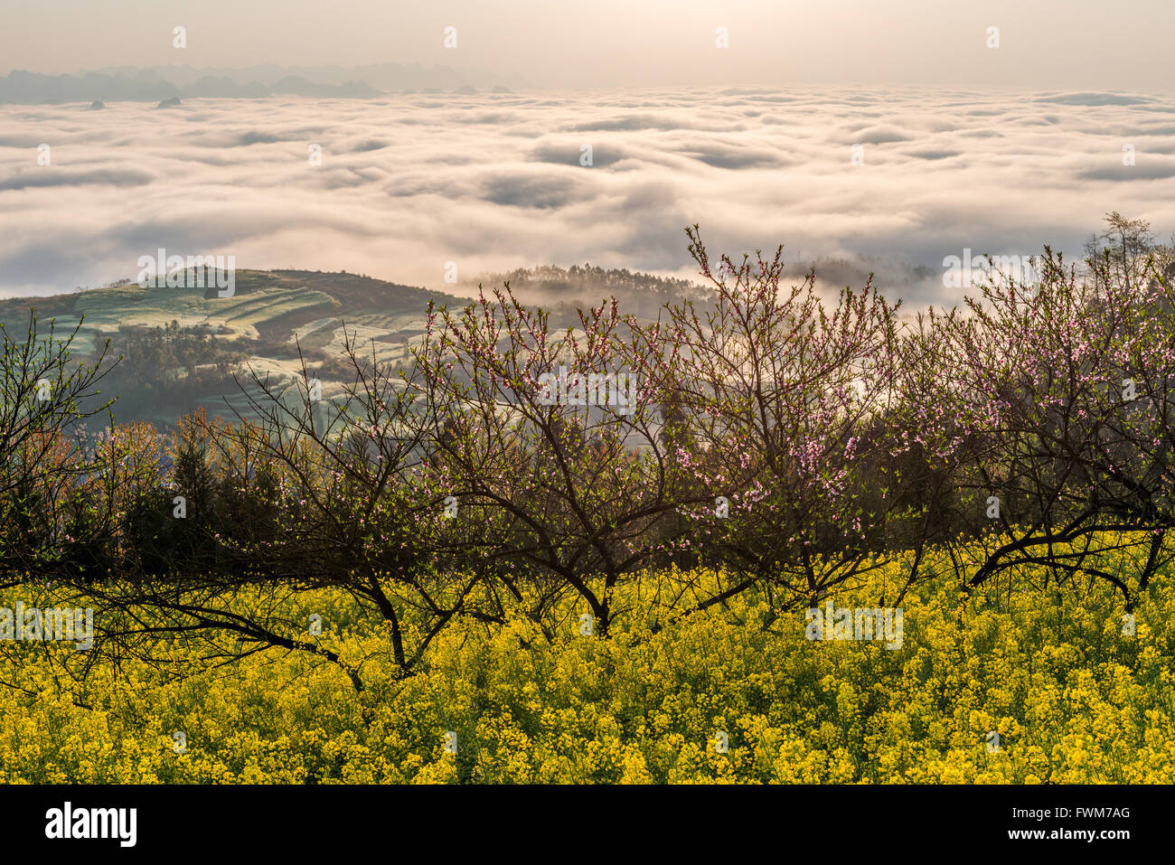 Luoping Yunnan Rape Flower China Stock Photo Alamy