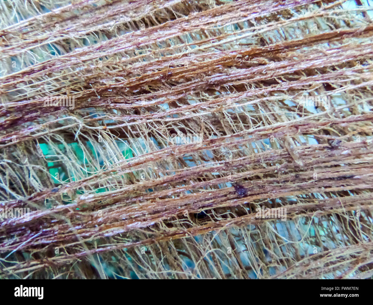 Details of palm tree surface, close up to feature palm Stock Photo Alamy
