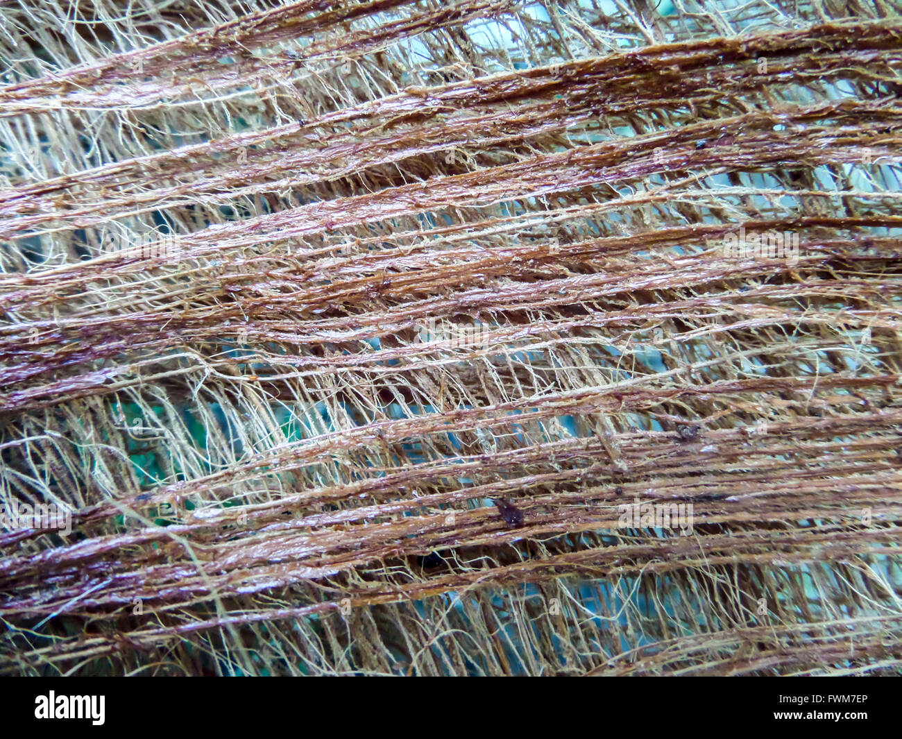 Details of palm tree surface, close up to feature palm Stock Photo Alamy