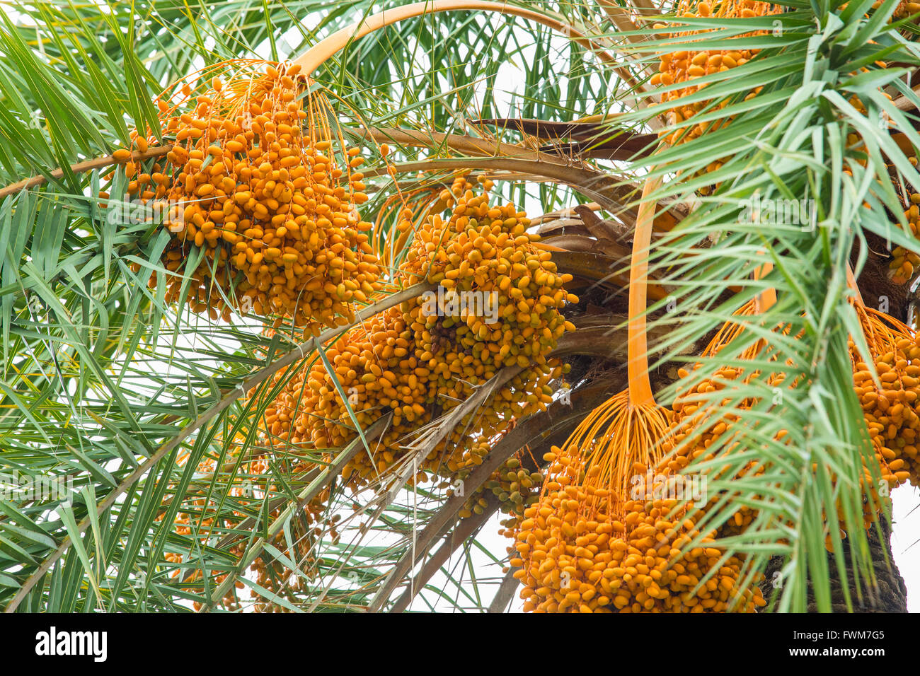 meaning of date palm in nepali