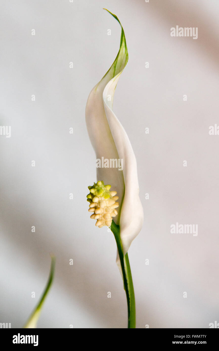 A newly sprouted flower of a Peace Lily flower. Stock Photo