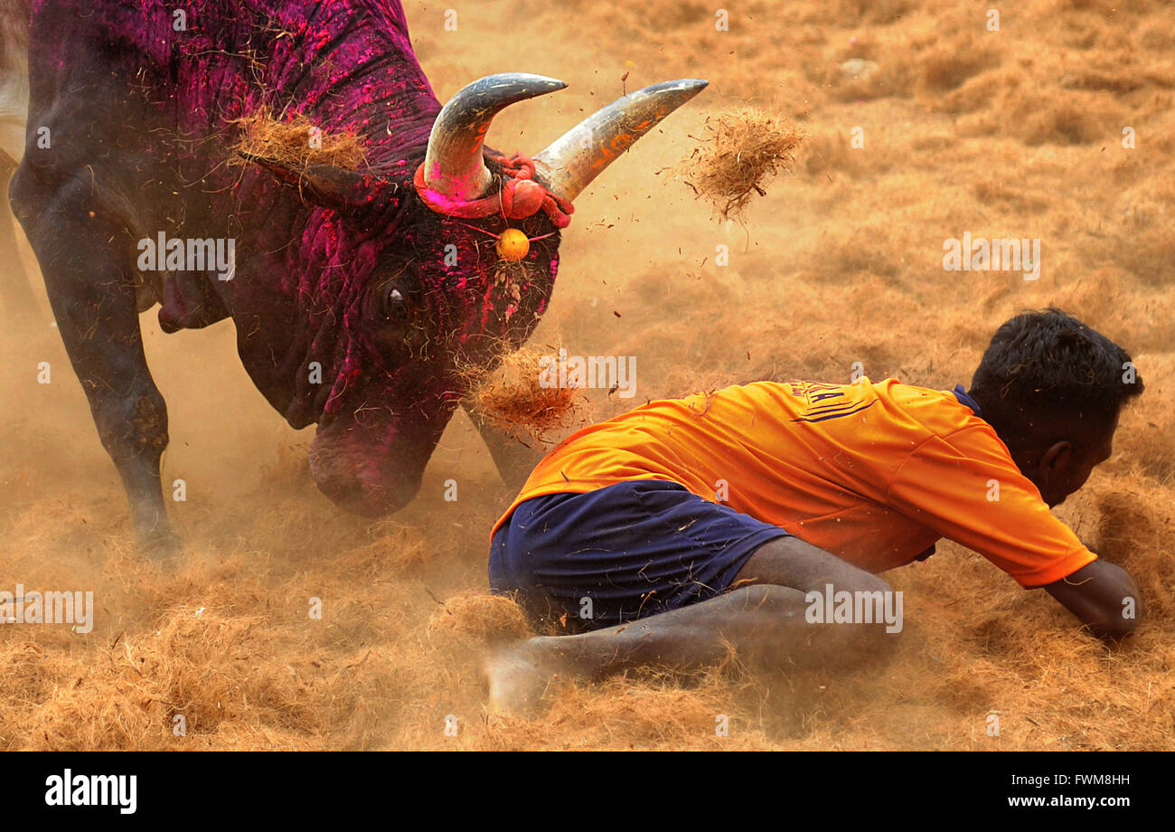 Jallikattu bull tamers at mercy of a bull during the Pongal Festival event in Palamedu, near Madurai, in Tamil Nadu, India Stock Photo