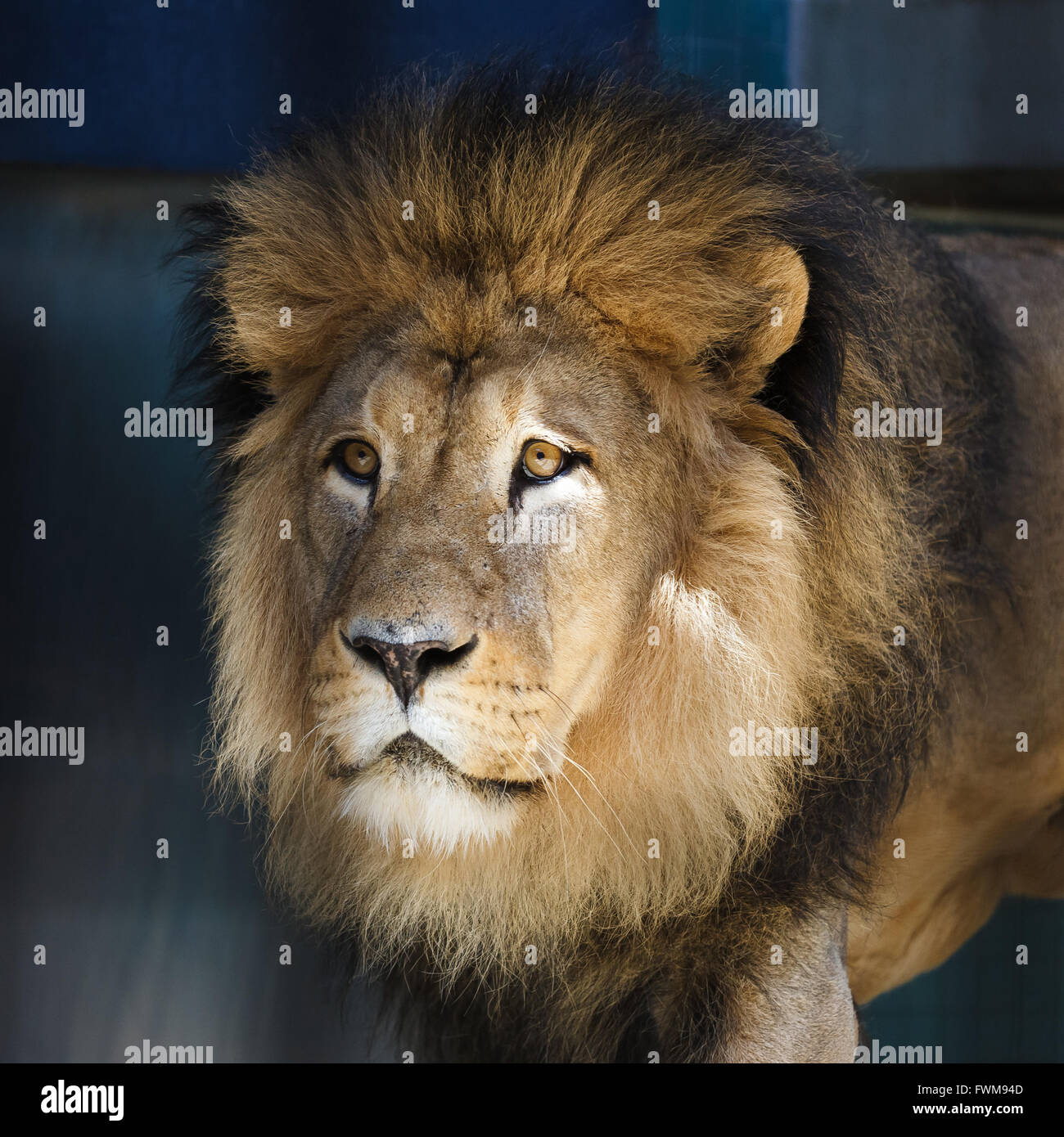 Portrait of the male lion close up Stock Photo