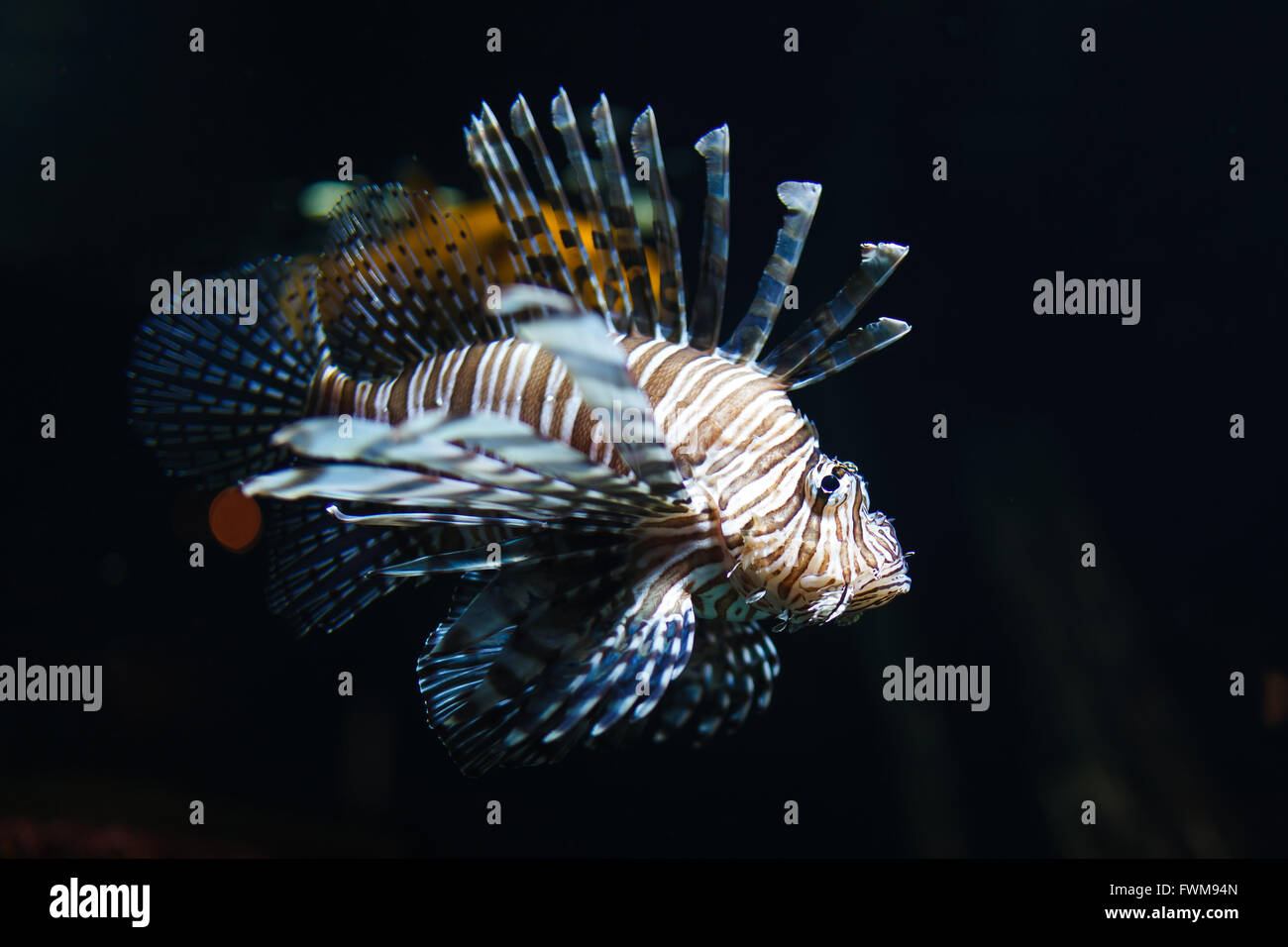 Zebra Lion Fish in Black Aquarium Background Stock Image - Image of  lionfish, aquarium: 167803771