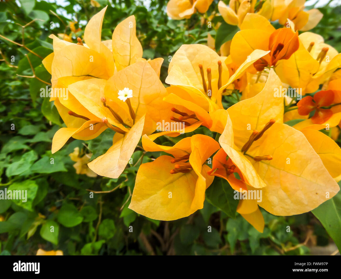 Monrovia's Orange King Bougainvillea details and information. Learn