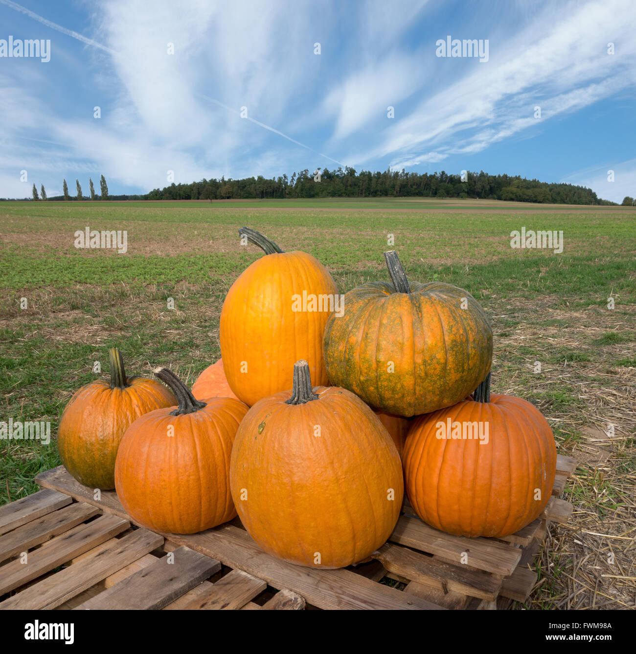 Several big orange pumpkins lay on a pallet at a field in rural landscape. Stock Photo