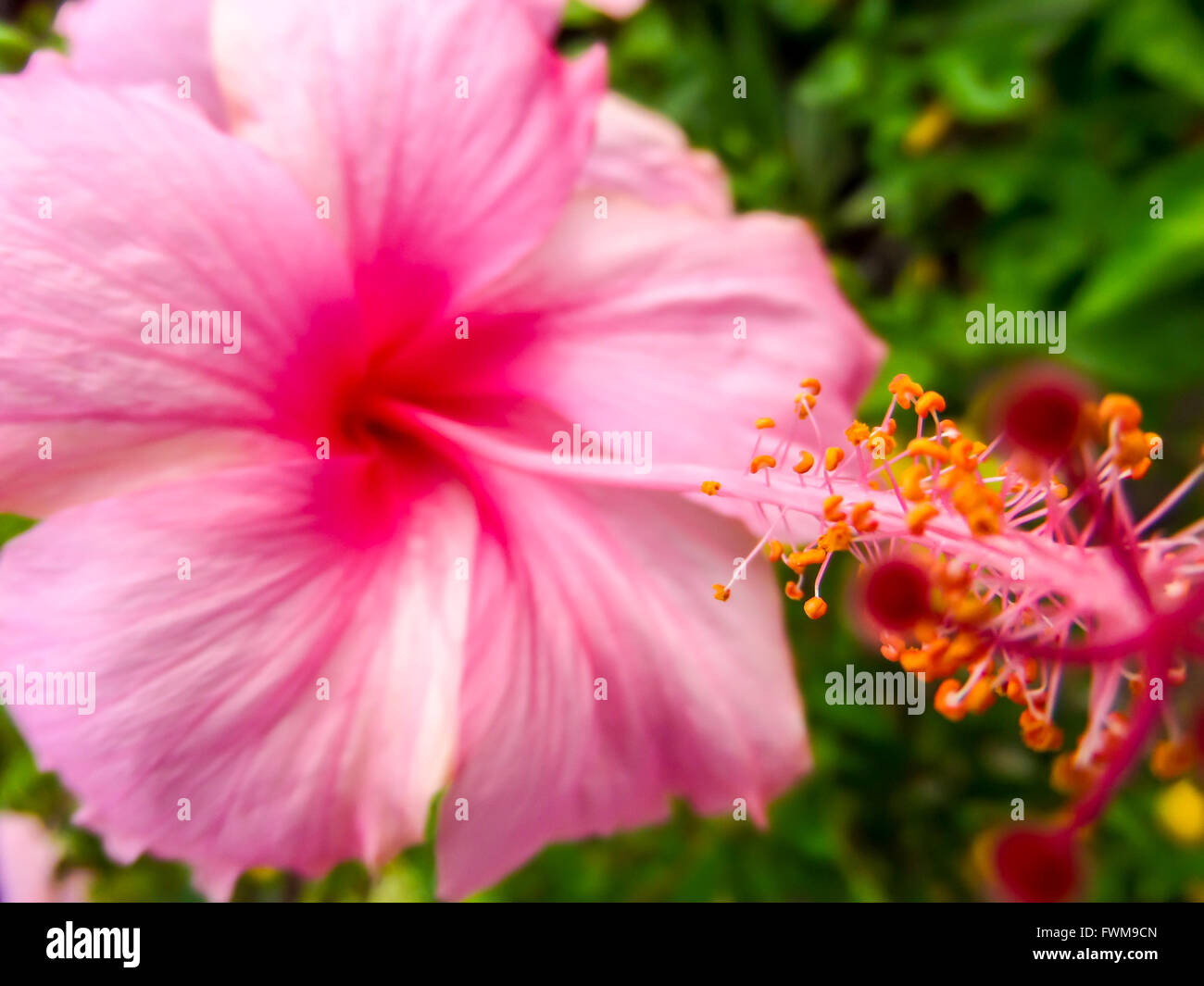 pink hibiscus bloom wait for insect come to eat something Stock Photo