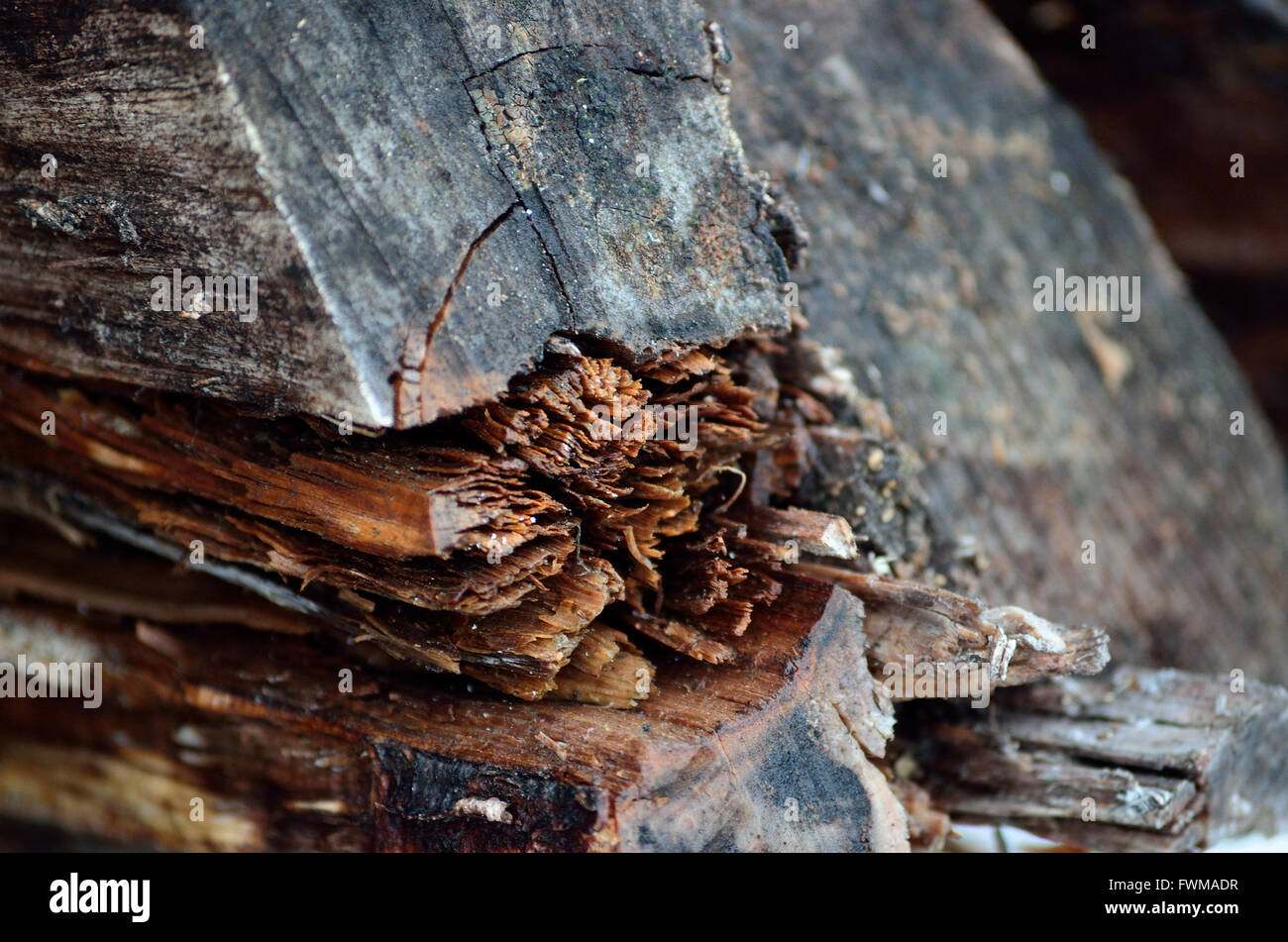 rotten wooden firewood log Stock Photo Alamy