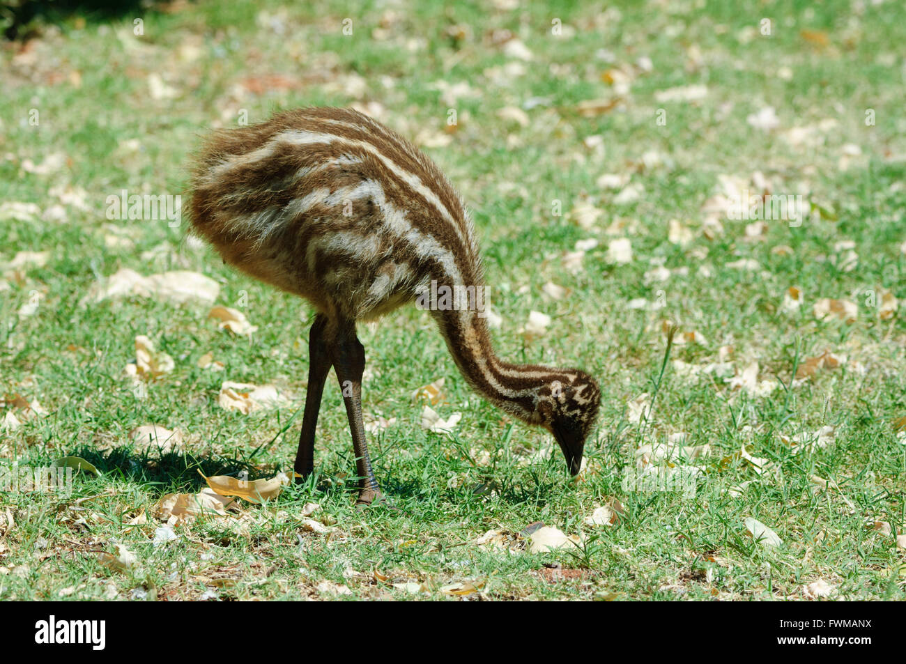 Young Emu foraging (Dromaius novaehollandiae), Western Australia, WA, Australia Stock Photo