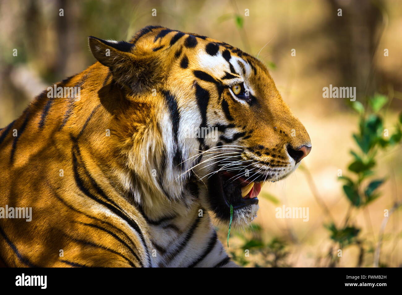 Tiger National animal of India Stock Photo - Alamy Tiger National animal of India Stock Photo - Alamy