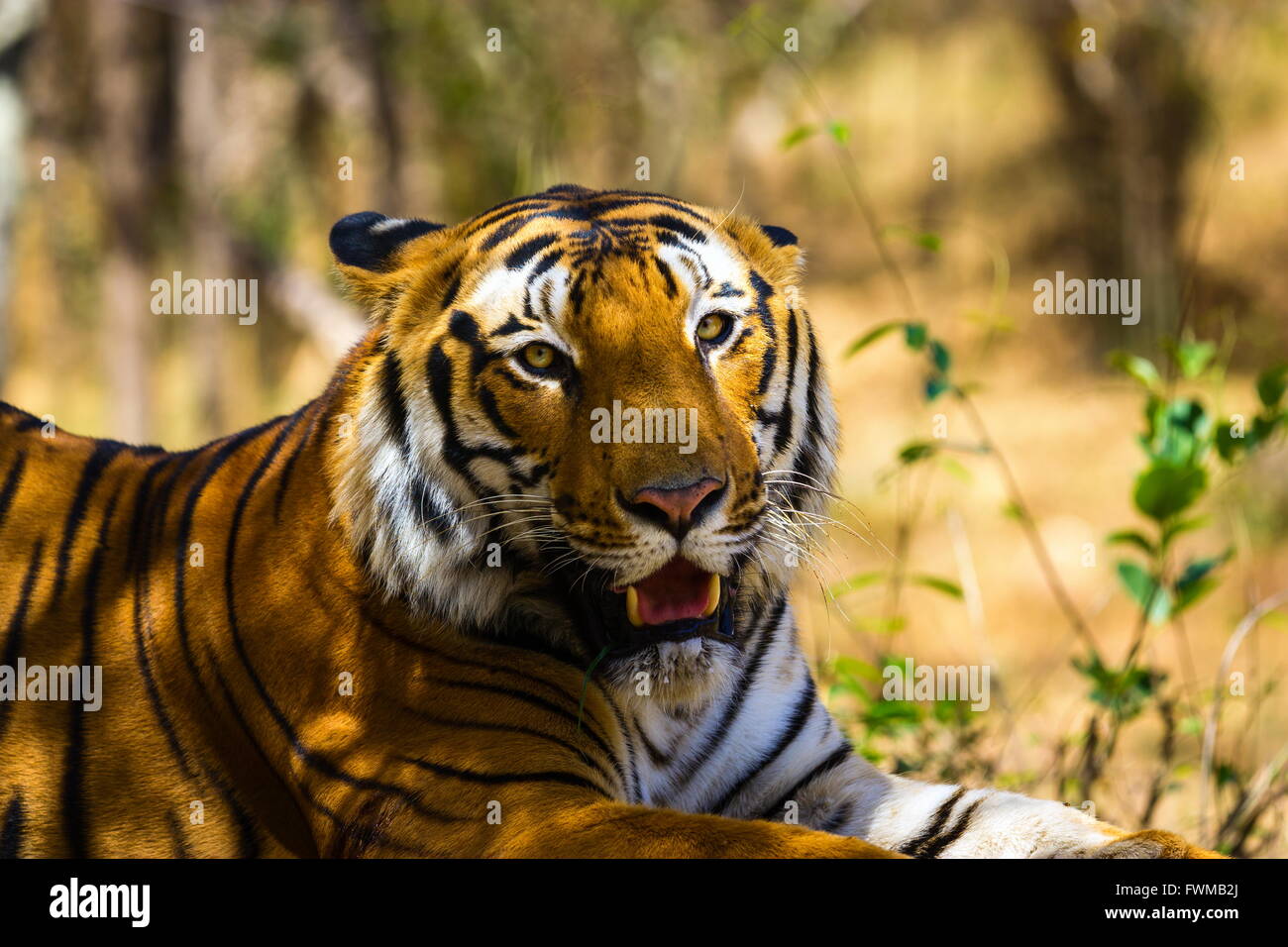 Tiger National animal of India Stock Photo - Alamy