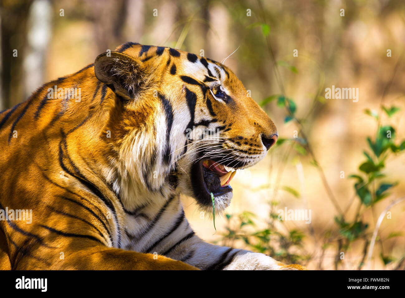 Tiger National animal of India Stock Photo - Alamy Tiger National animal of India Stock Photo - Alamy