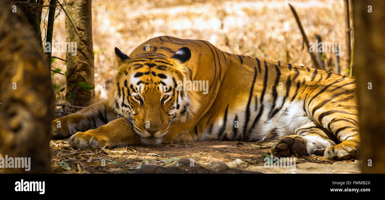 Tiger National animal of India Stock Photo - Alamy Tiger National animal of India Stock Photo - Alamy