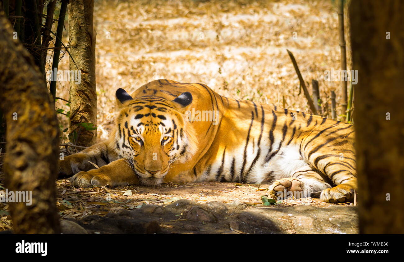 Tiger National animal of India Stock Photo - Alamy