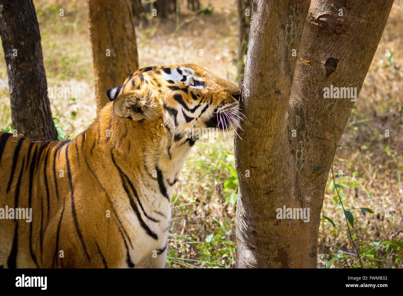 Rare crafts india hi-res stock photography and images - Alamy