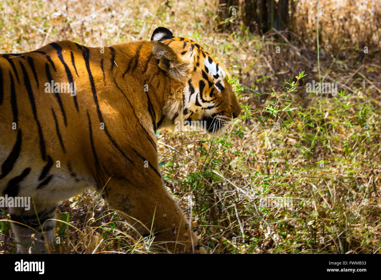 Tiger National animal of India Stock Photo - Alamy