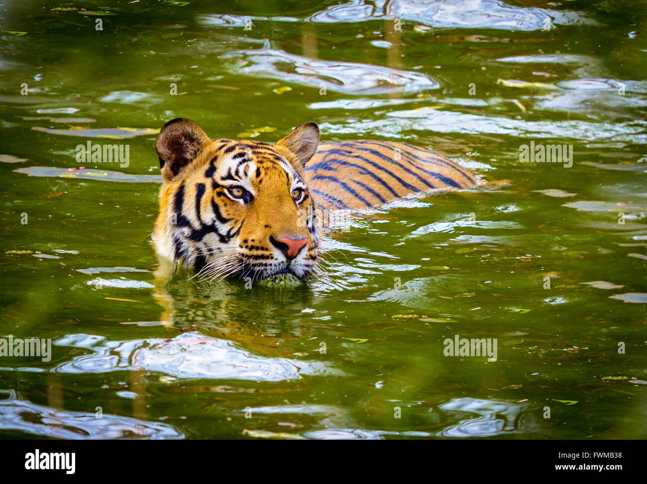 Tiger National animal of India Stock Photo - Alamy Tiger National animal of India Stock Photo - Alamy