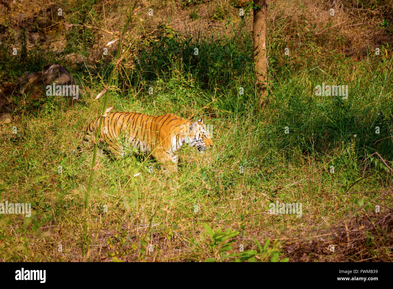 Rare crafts of india hi-res stock photography and images - Alamy