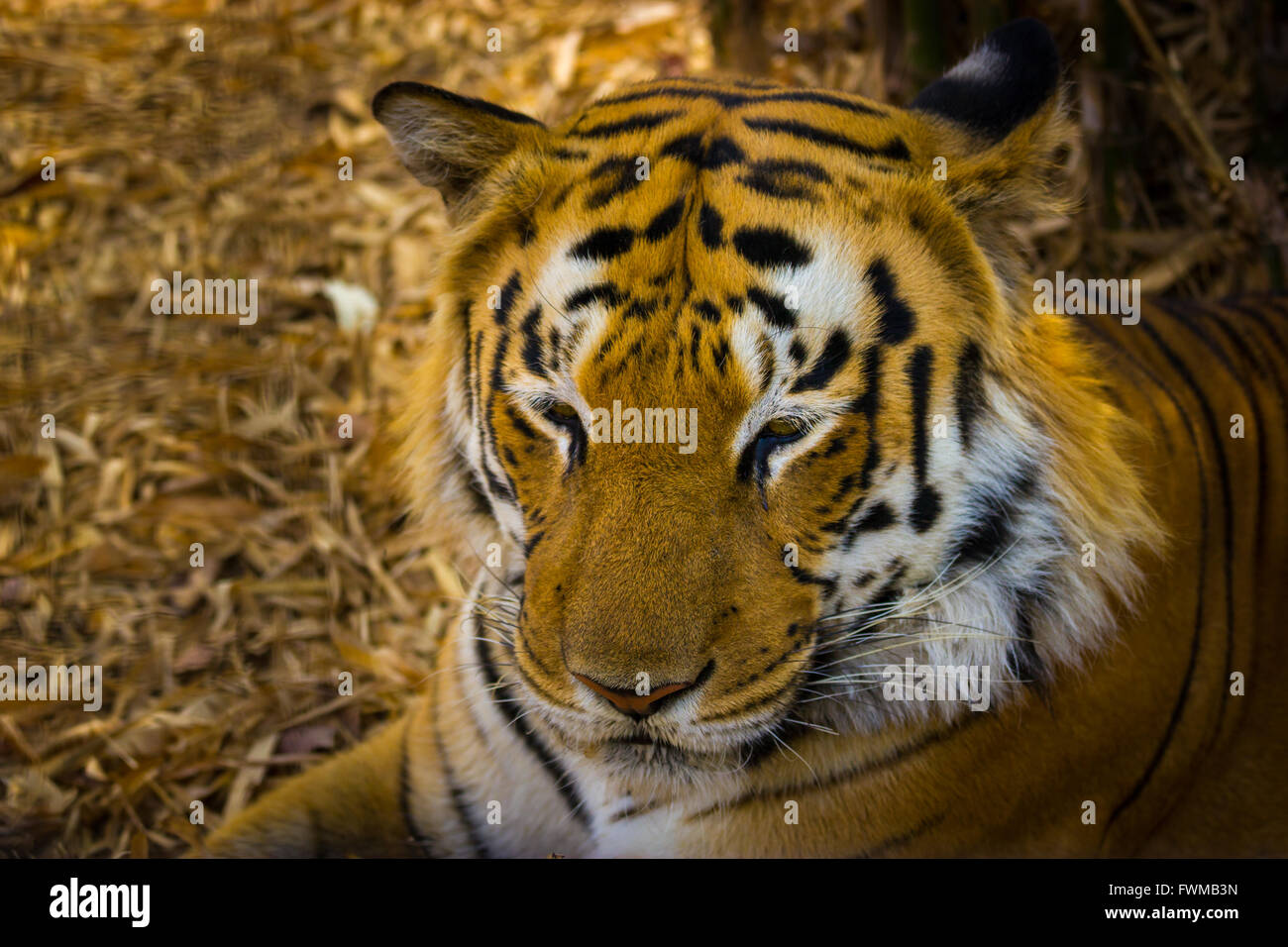 Rare crafts of india hi-res stock photography and images - Alamy