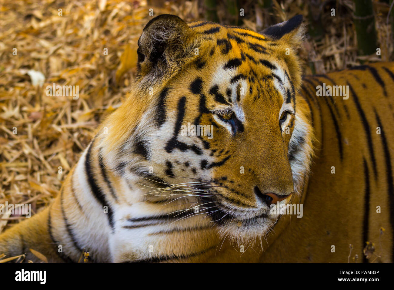 Rare crafts india hi-res stock photography and images - Alamy