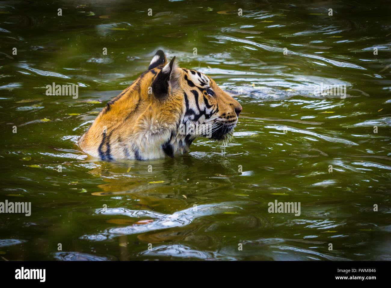 Rare crafts of india hi-res stock photography and images - Alamy