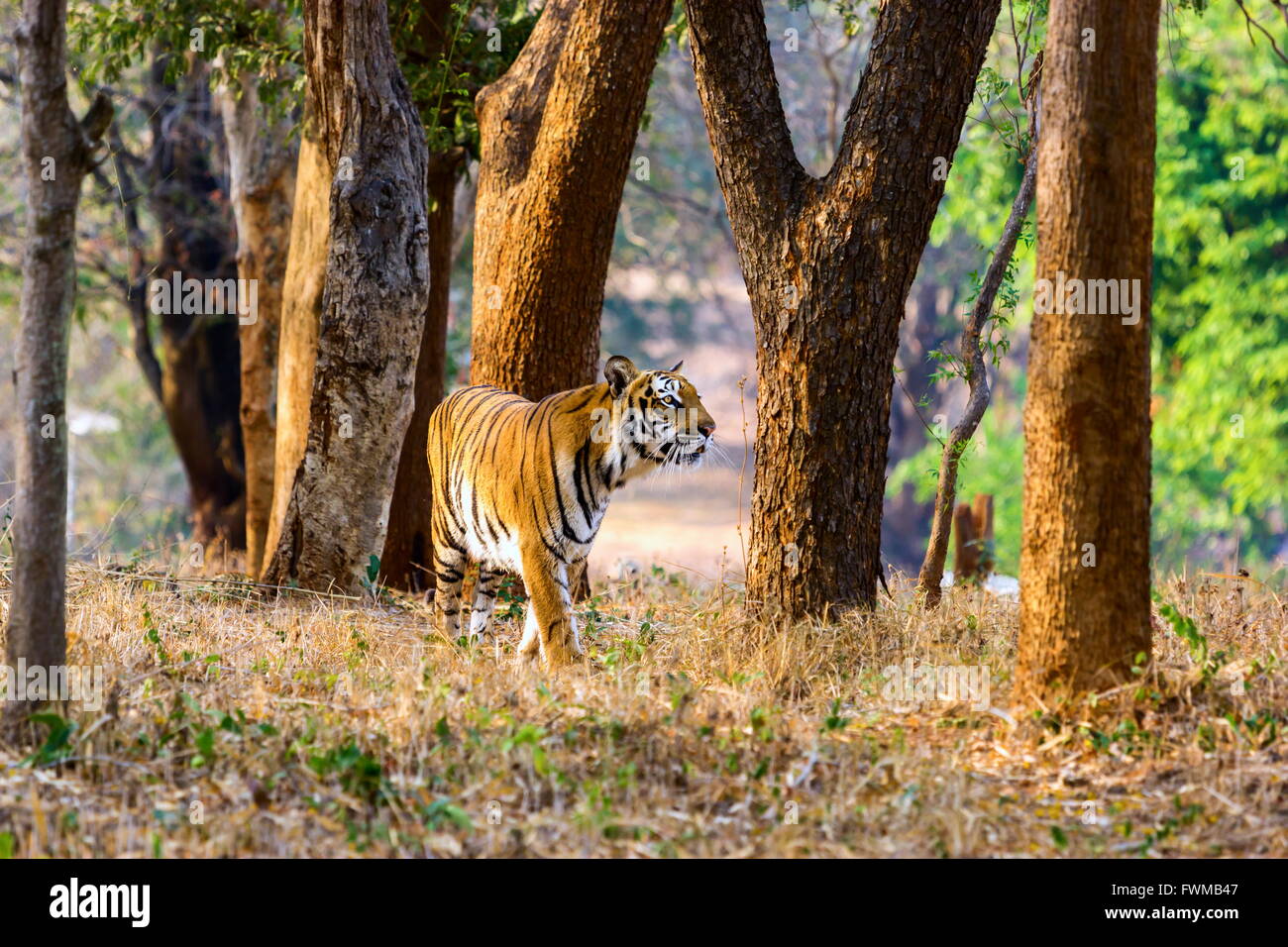 Rare crafts india hi-res stock photography and images - Alamy