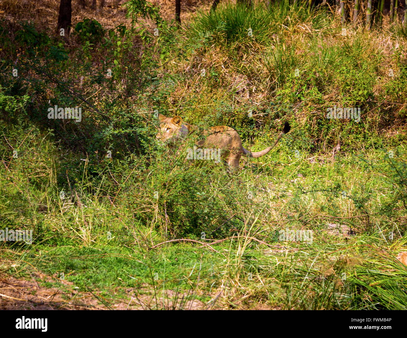 Asiatic Lion Incredible India Stock Photo - Alamy