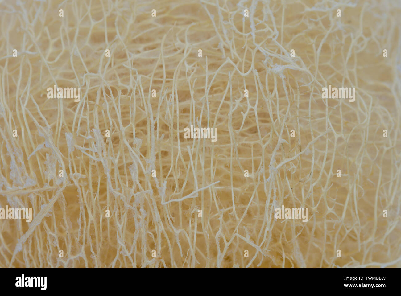 loofah texture background Stock Photo