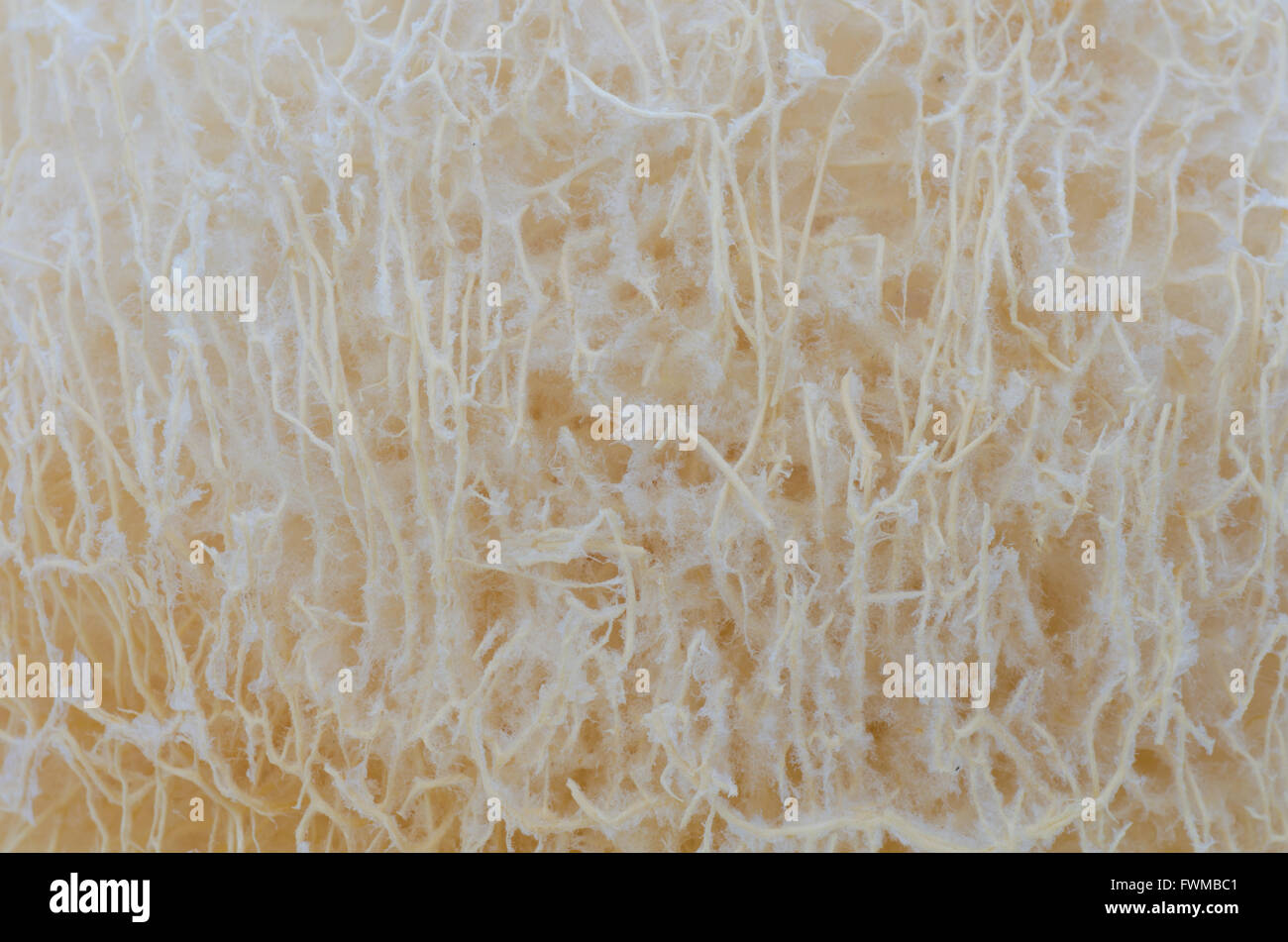 loofah texture background Stock Photo