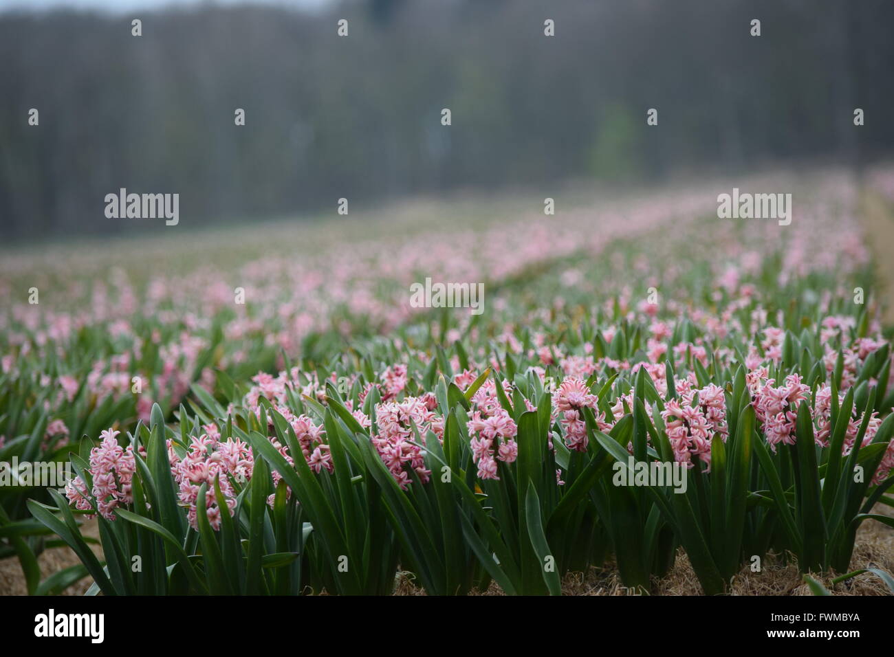 Fairy ring garden hires stock photography and images Alamy