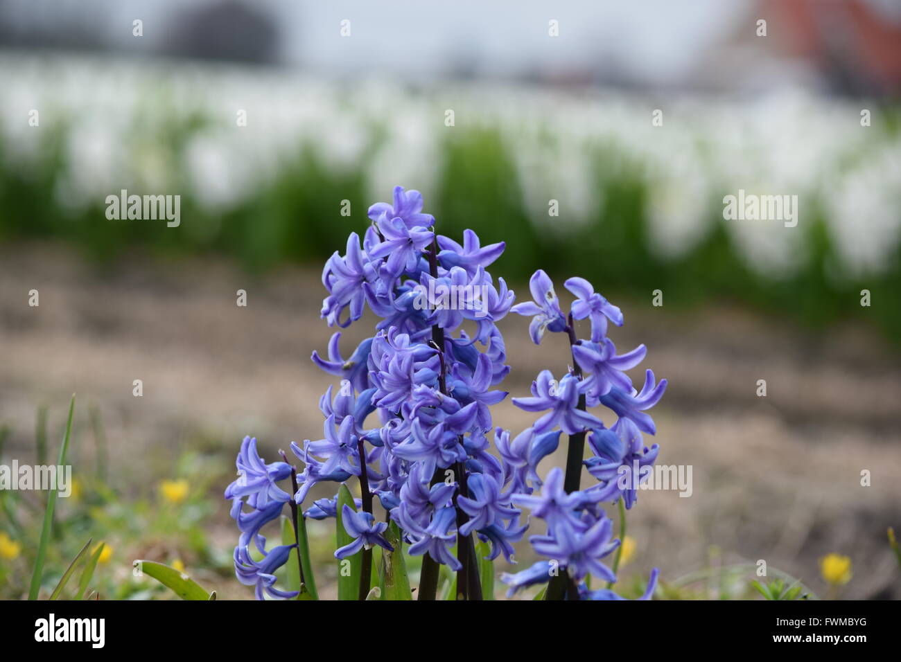 Spring in Holland Stock Photo - Alamy