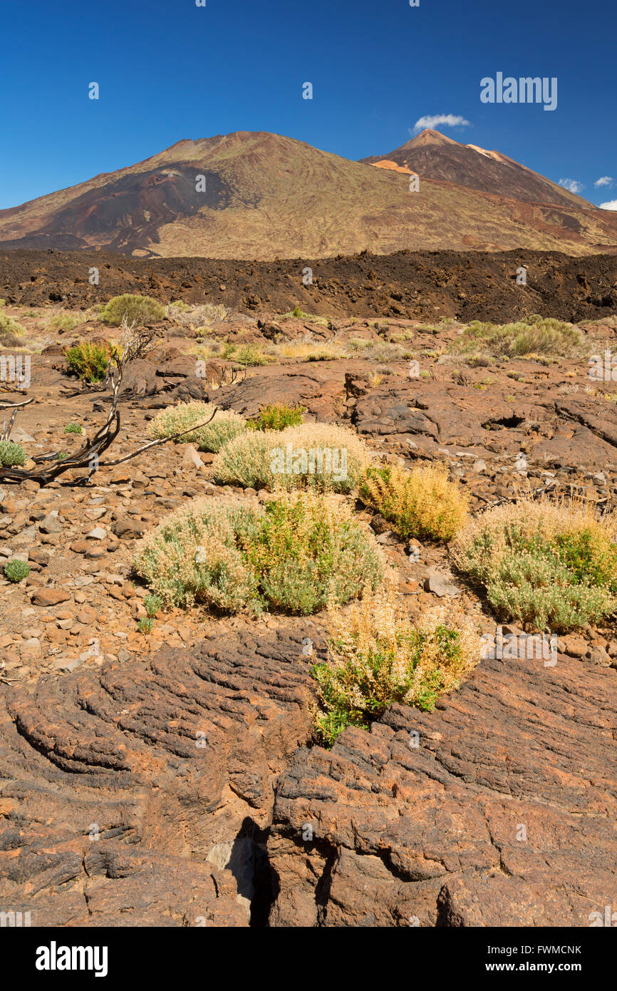 Volcanic landscape in the Teide National Park on Tenerife, Canary Islands, Spain. Photographed on a sunny day. Stock Photo