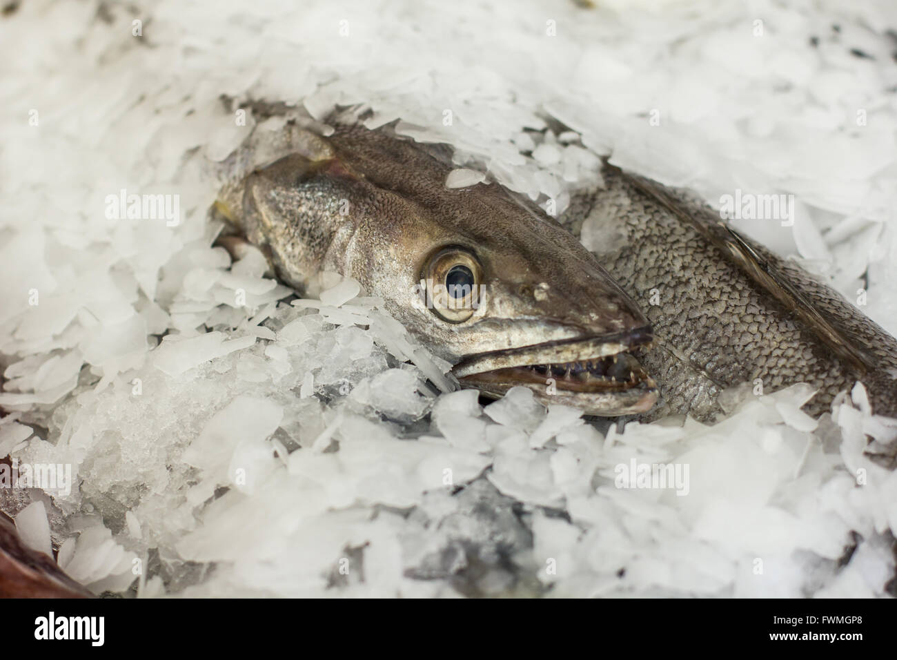 Sea fish stored on ice, at fish market Stock Photo Alamy