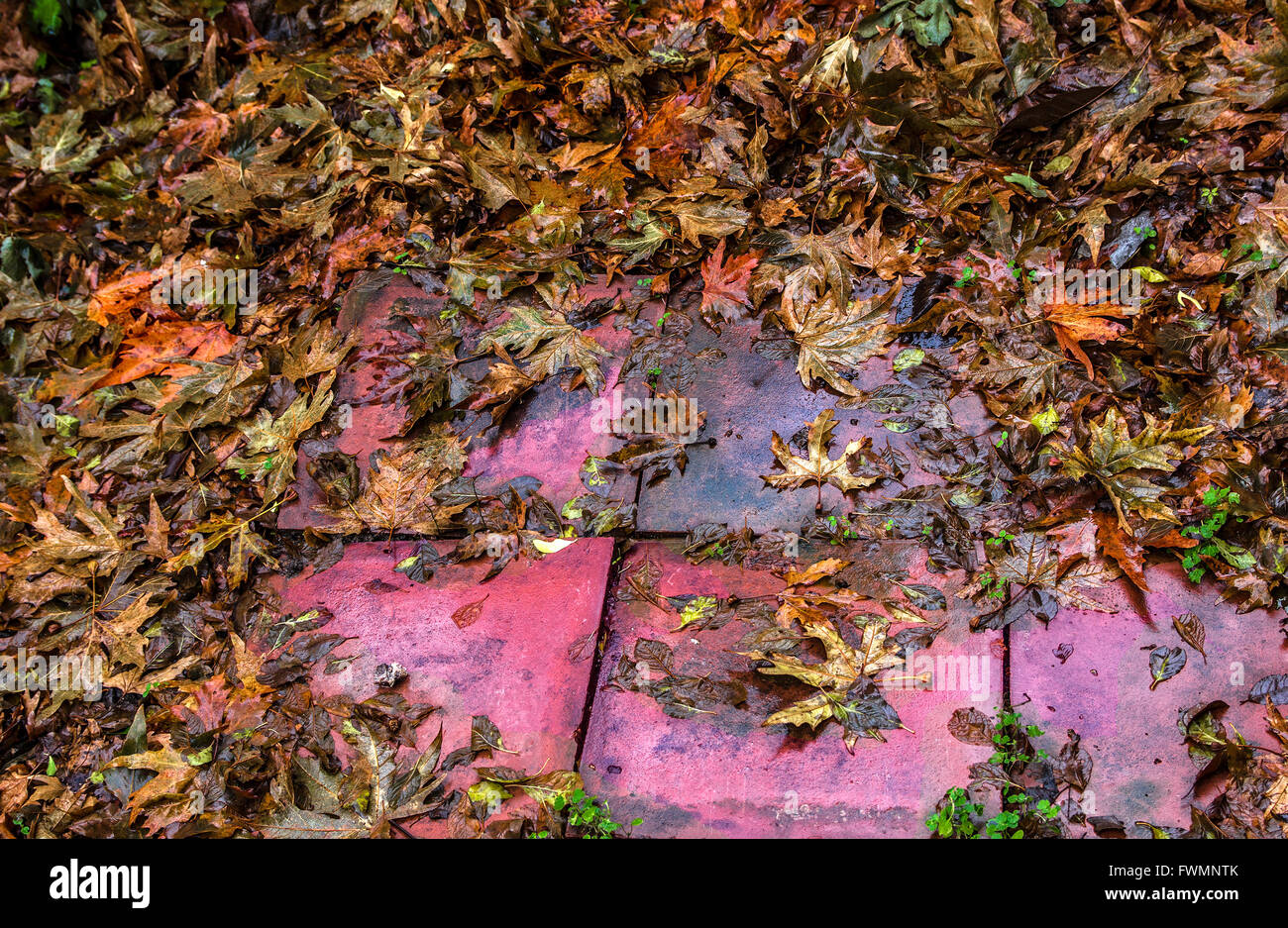 fallen autumn leaves Stock Photo