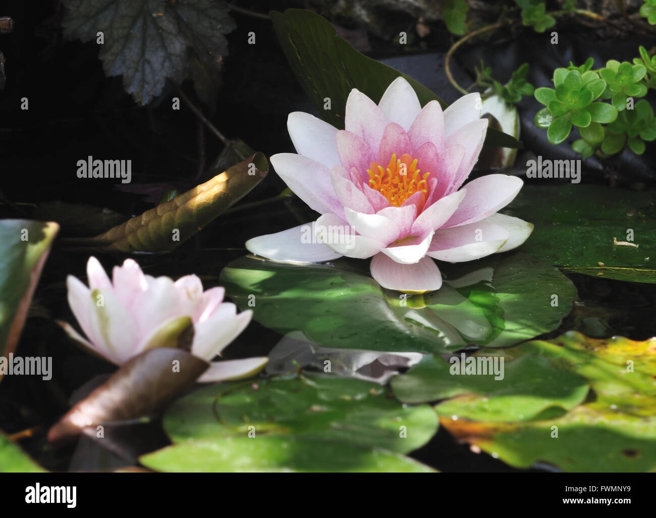 close on a beautiful water lily flowers in a pond Stock Photo
