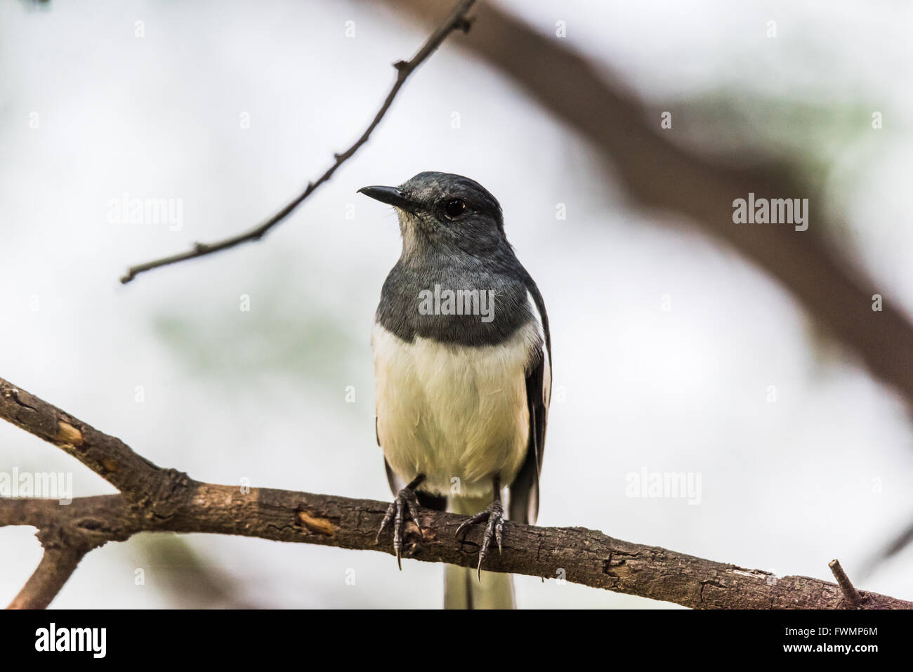 Oriental Magpie Robin female looking curiously Stock Photo
