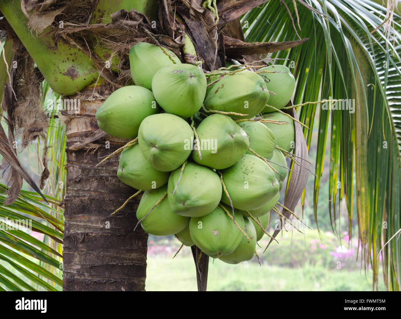 Coconut tree nuts hires stock photography and images Alamy