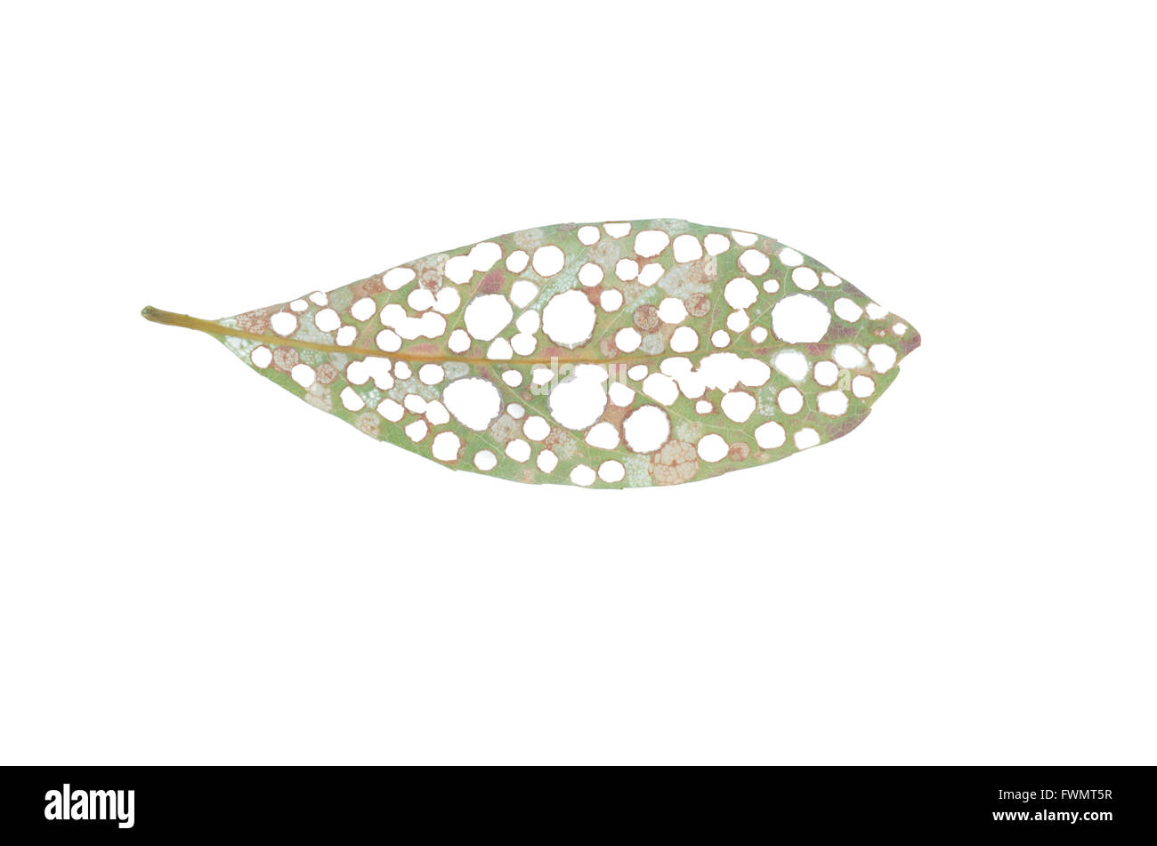 Leaf with holes, eaten by pests isolated on white background Stock Photo