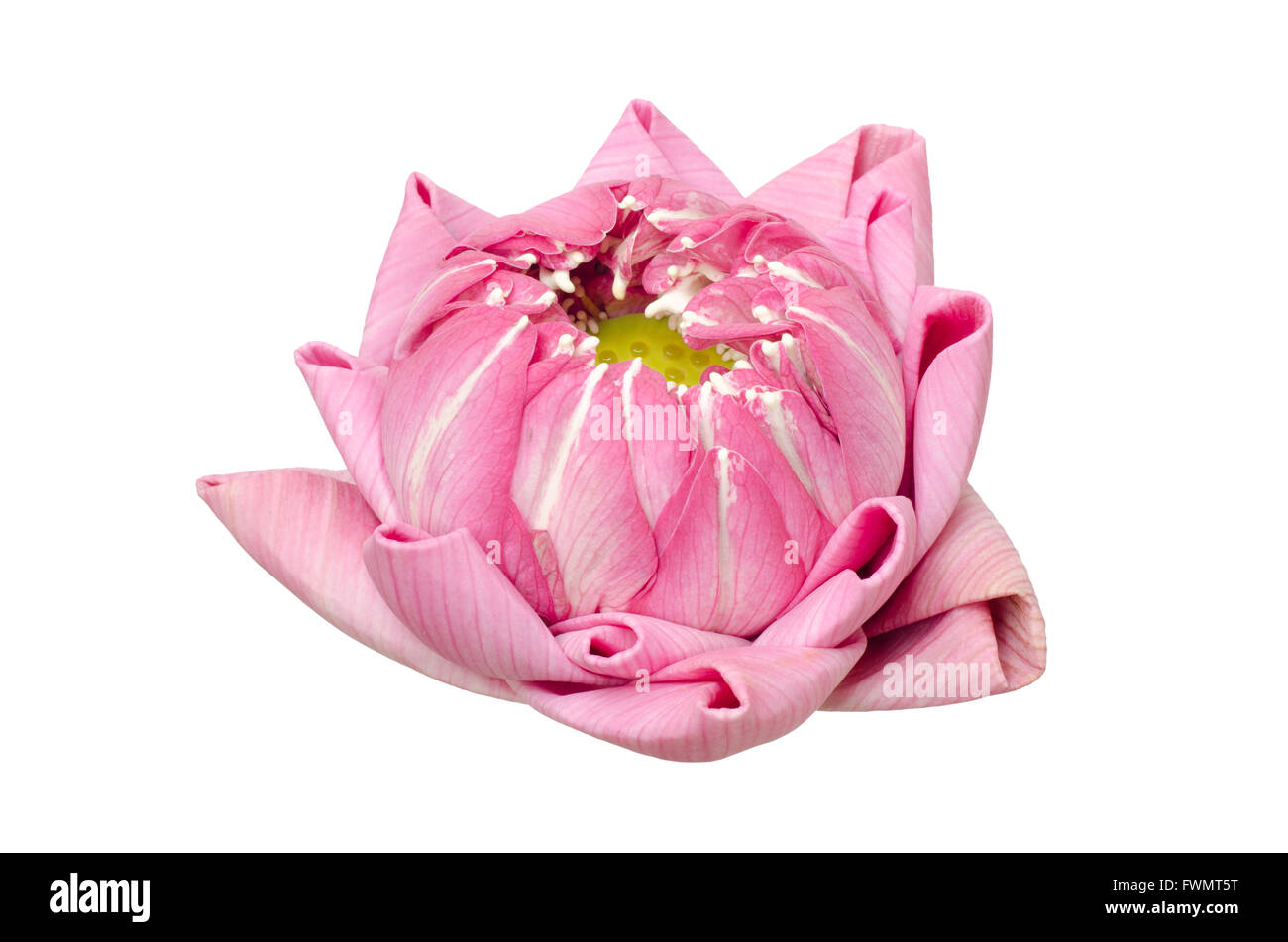 folding lotus thai style isolated on white background Stock Photo