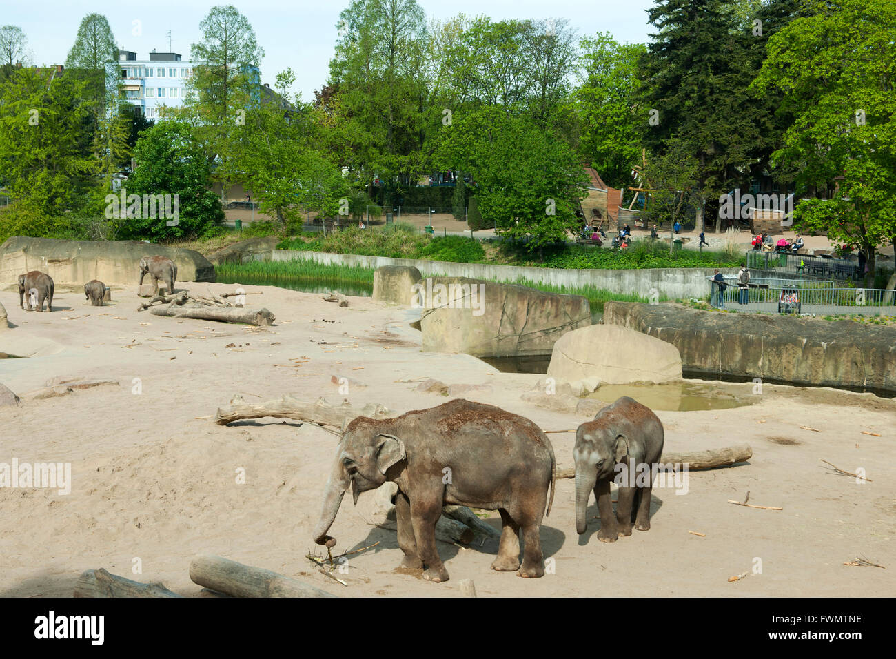 Köln, Riehl, ne Besuch em Zoo, Elefantengehege Stock Photo