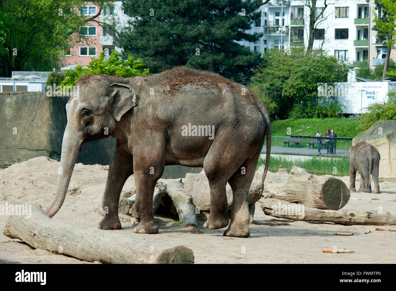 Köln, Riehl, ne Besuch em Zoo, Elefantengehege Stock Photo