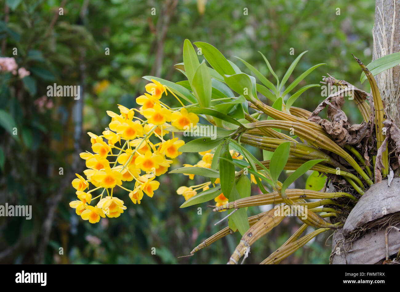 Dai Orchid Dendrobium chrysotoxum Lindl. Stock Photo