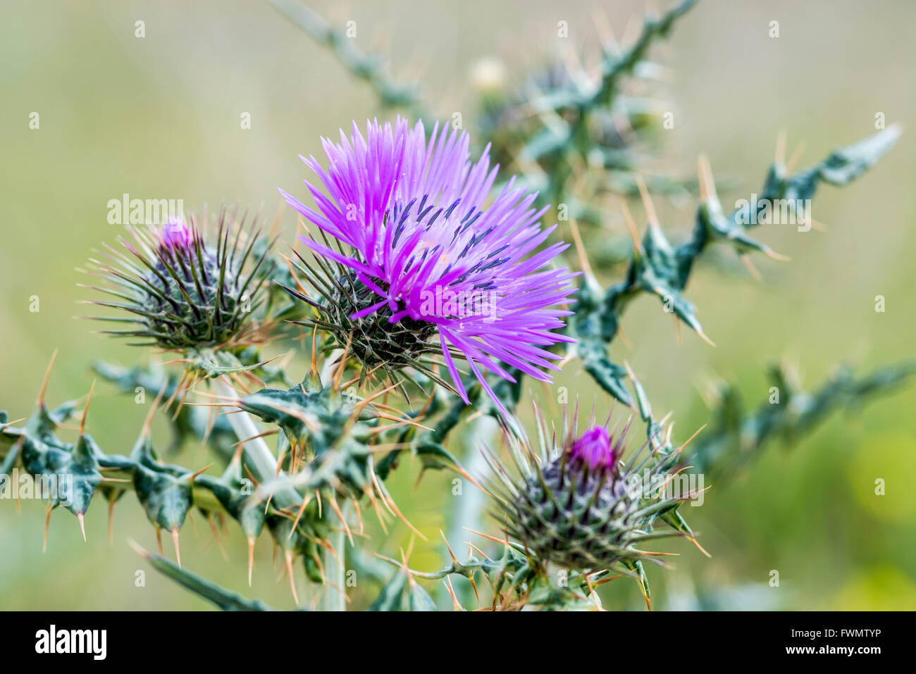 Slender Thistle flower with the plants spiny leaves showing Stock Photo
